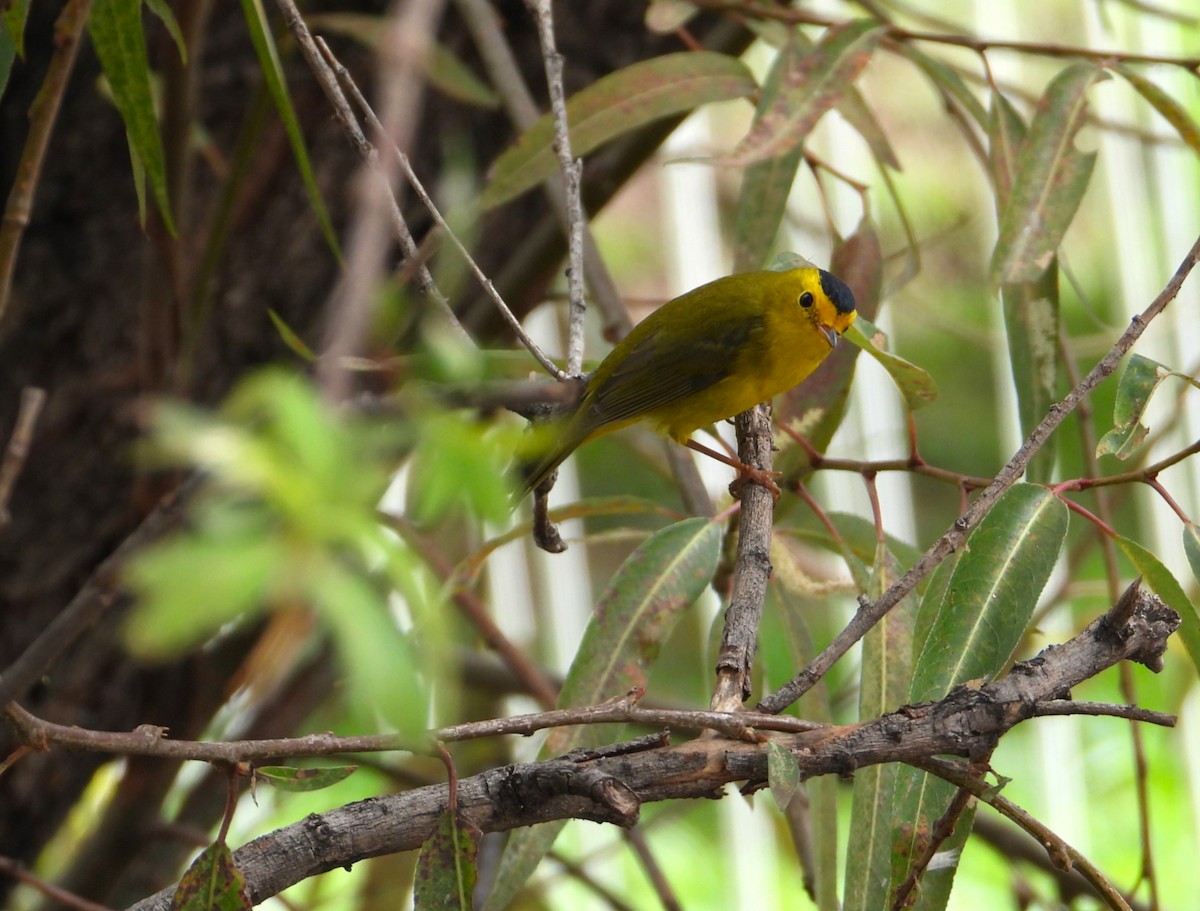 Wilson's Warbler - ML643310067