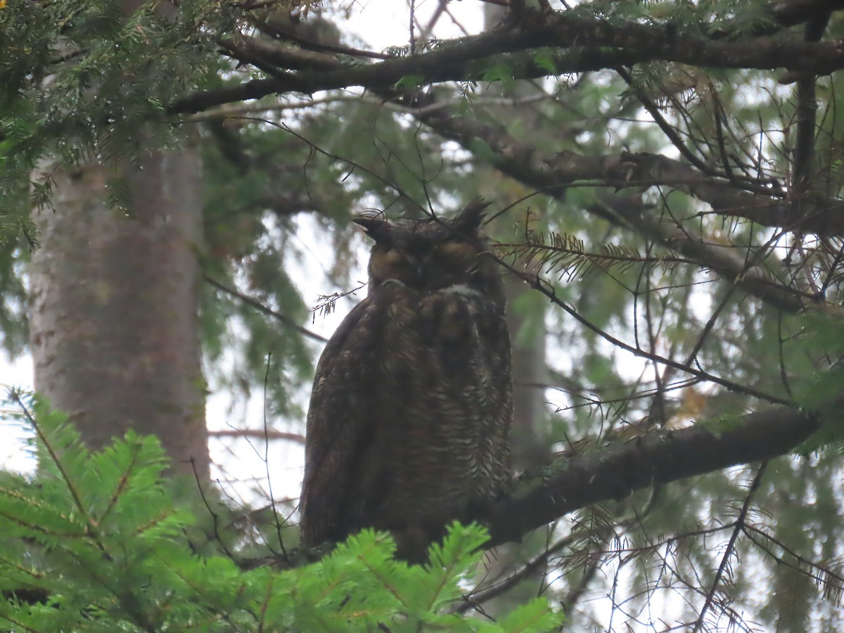 アメリカワシミミズク - ML643310068