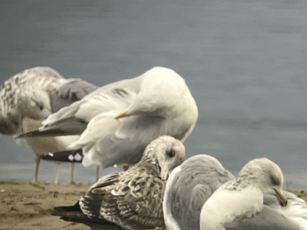 American Herring Gull - ML643310081