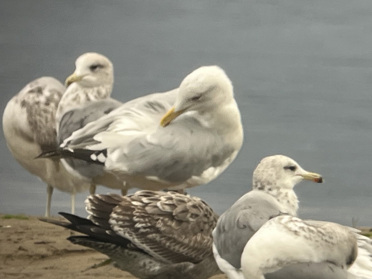 American Herring Gull - ML643310082