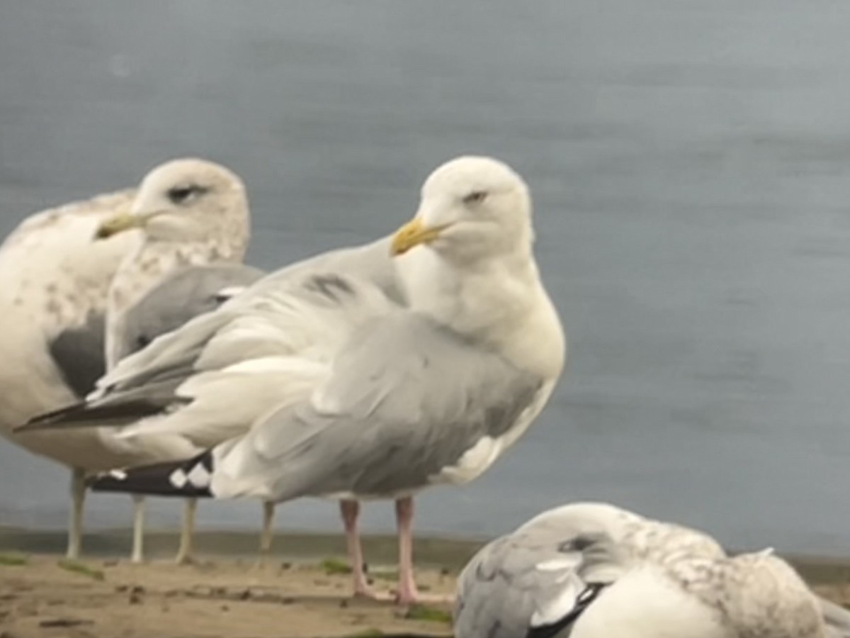 American Herring Gull - ML643310083