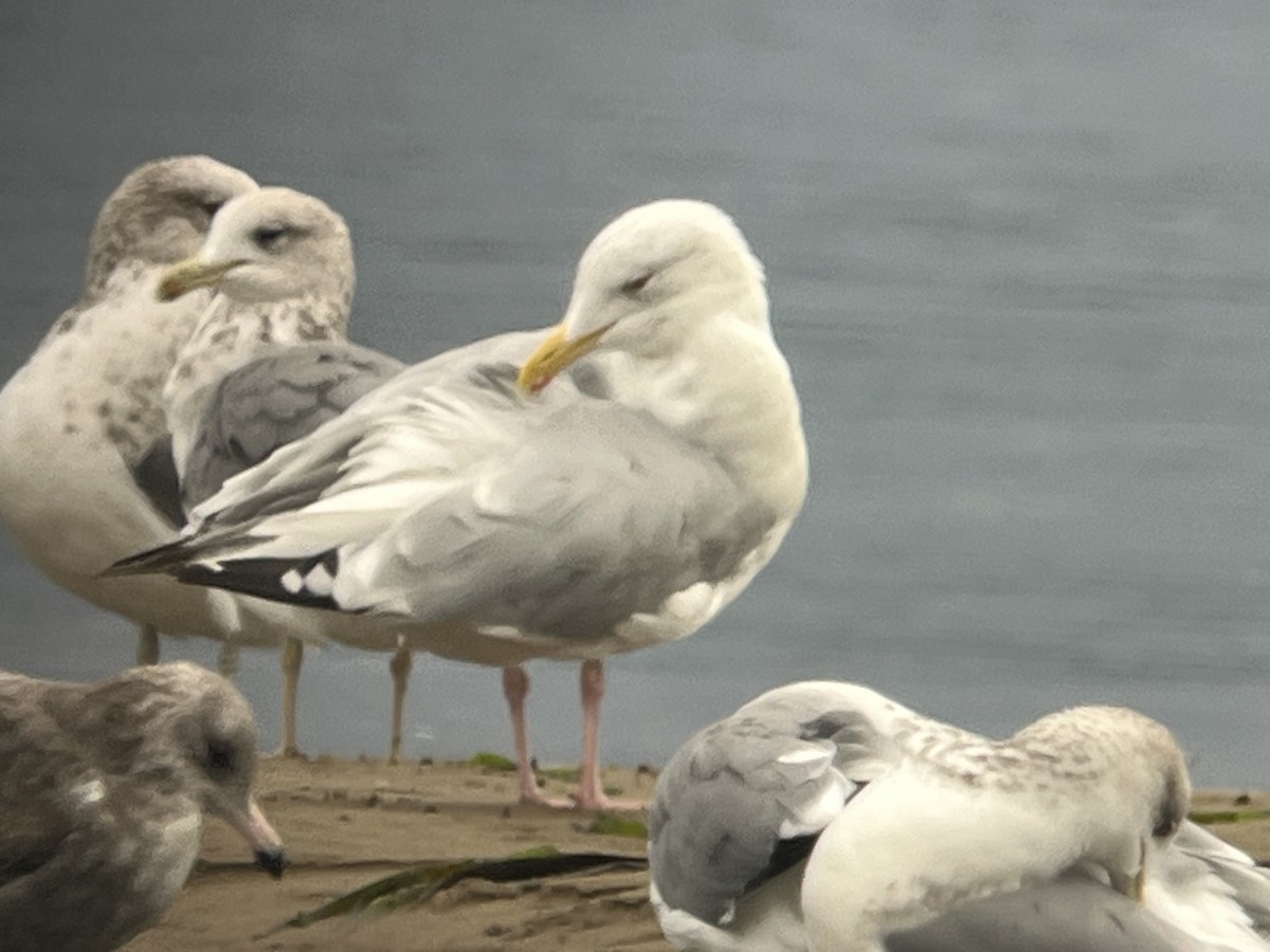 American Herring Gull - ML643310084