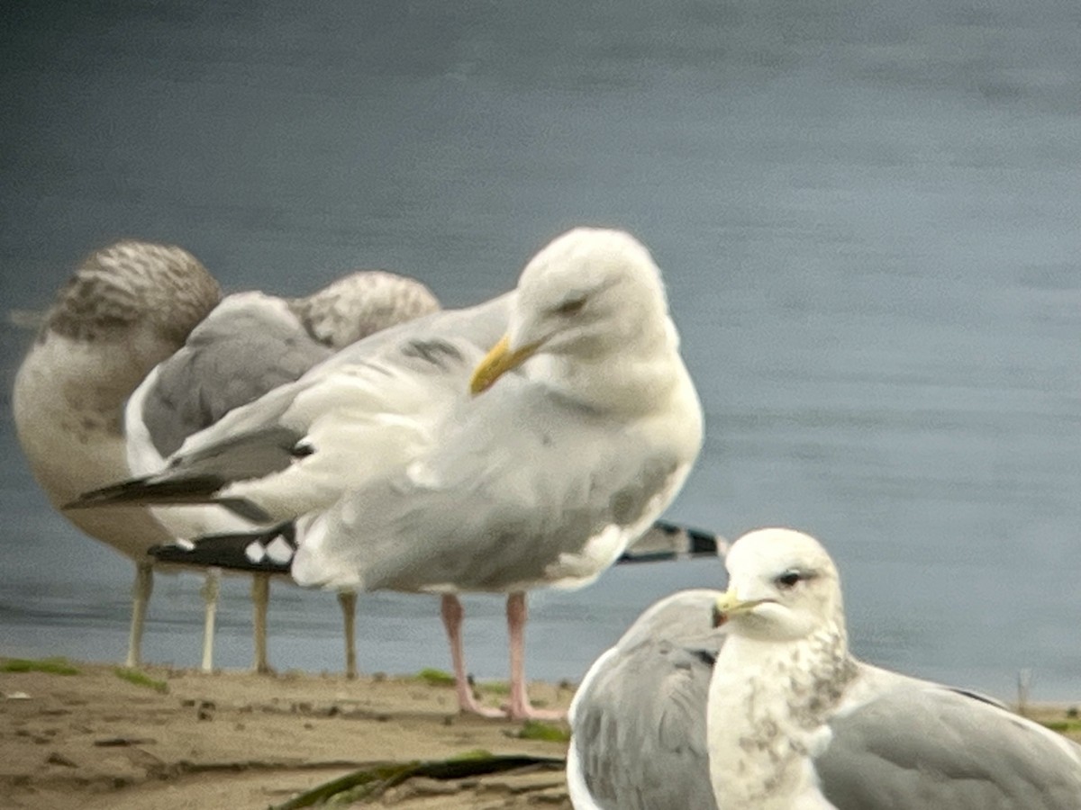American Herring Gull - ML643310085