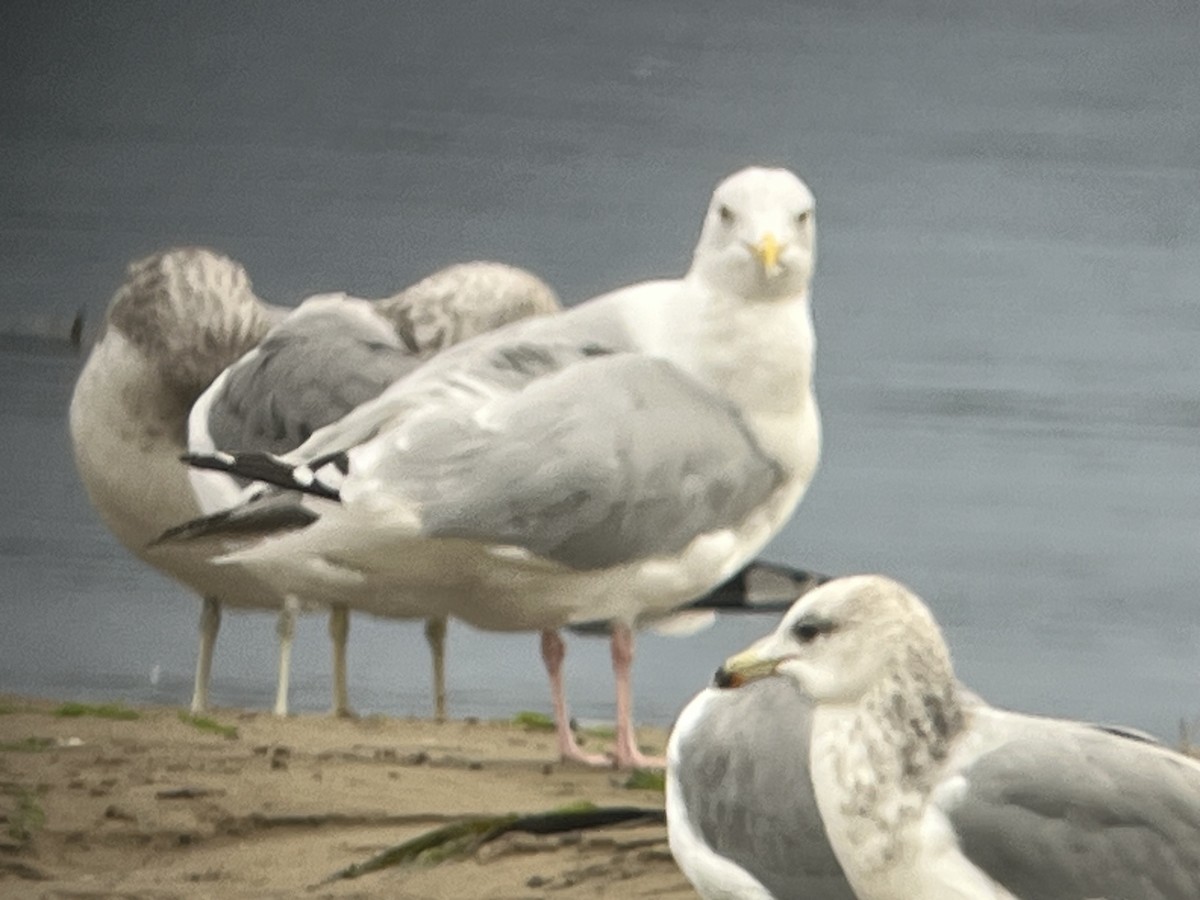 American Herring Gull - ML643310086