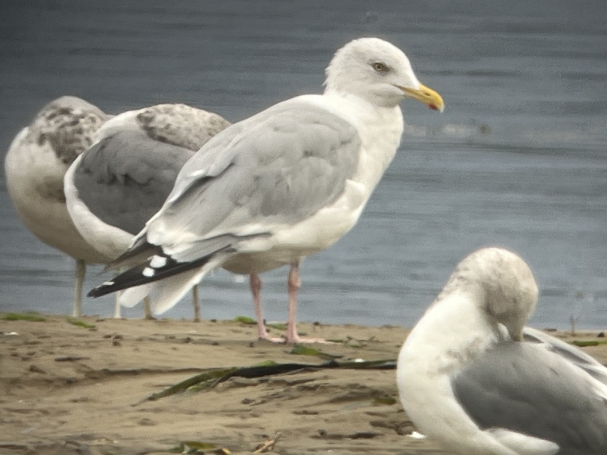 American Herring Gull - ML643310087