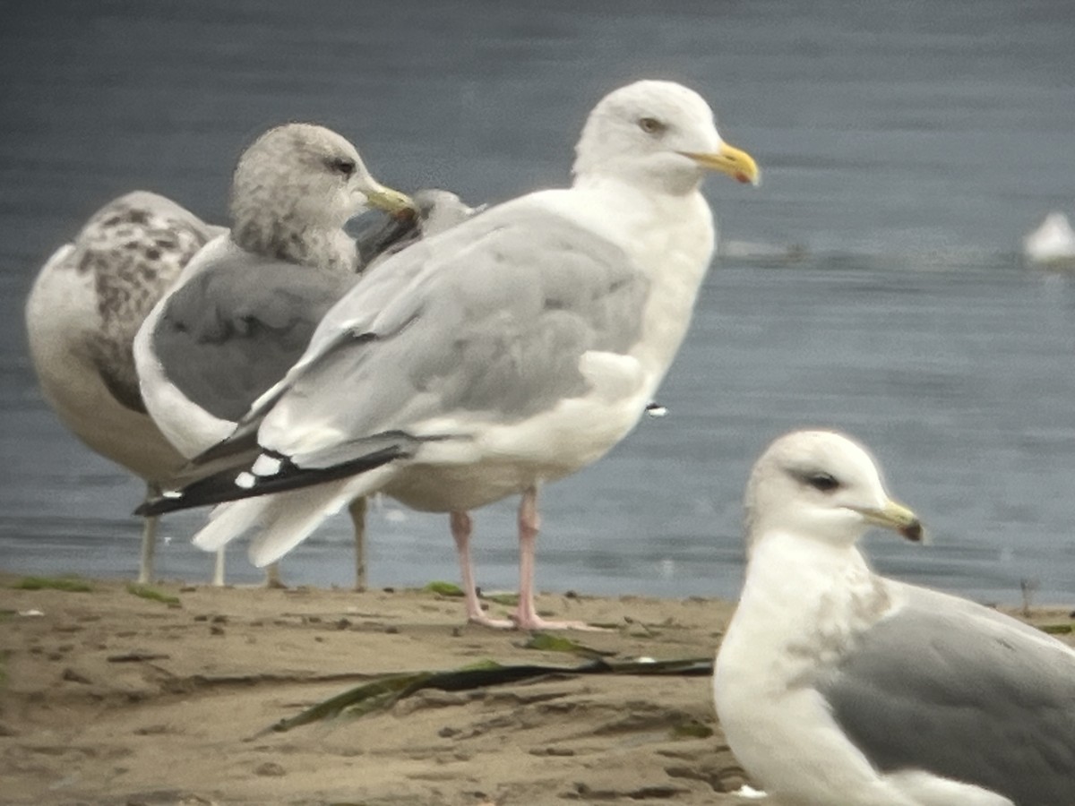 American Herring Gull - ML643310088