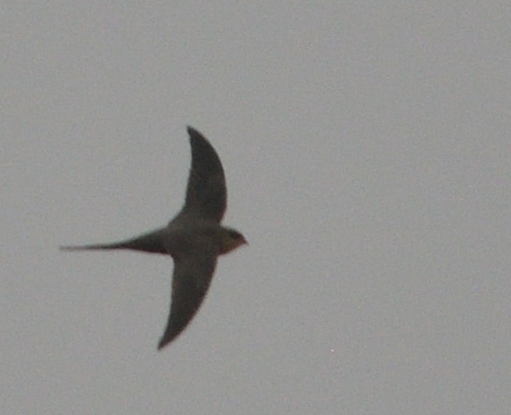 African Palm Swift - ML643310120