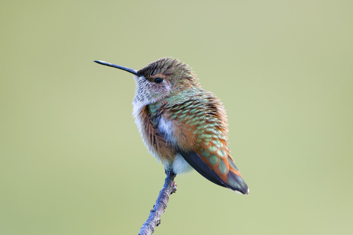 Rufous Hummingbird - ML643310121
