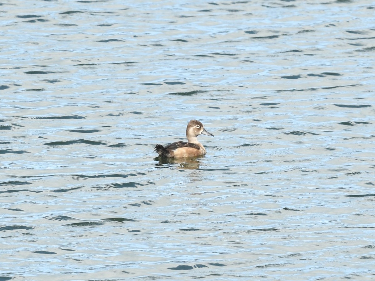 Moretta dal collare - ML643310122