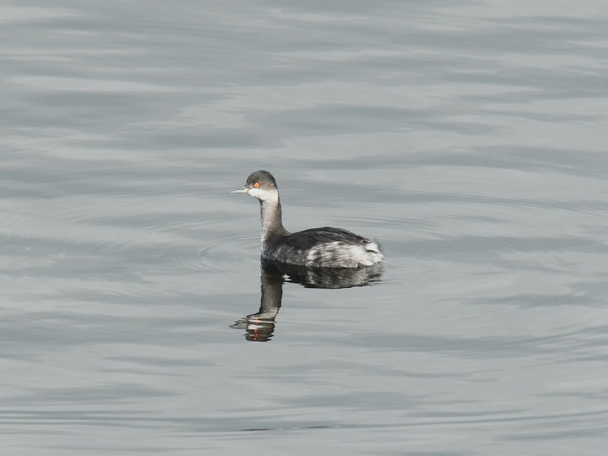 Svasso piccolo - ML643310129