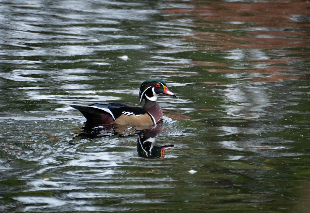 Wood Duck - ML643310144