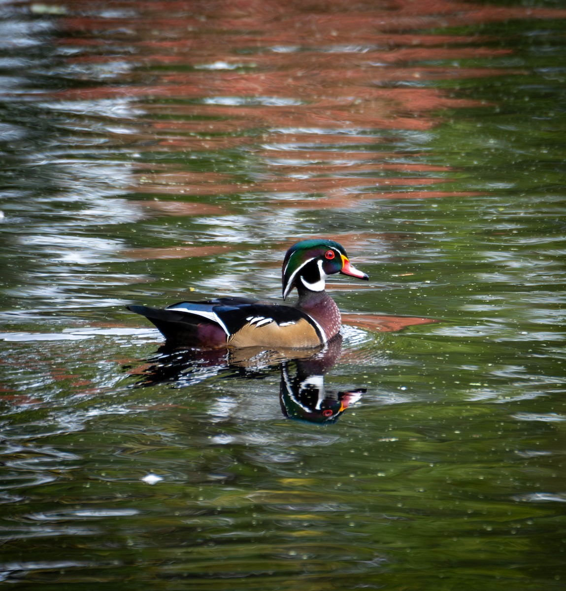 Wood Duck - ML643310145