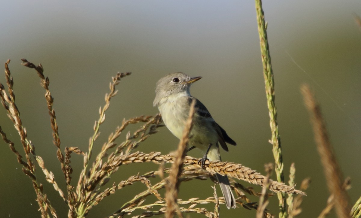 Gray Flycatcher - ML643310146