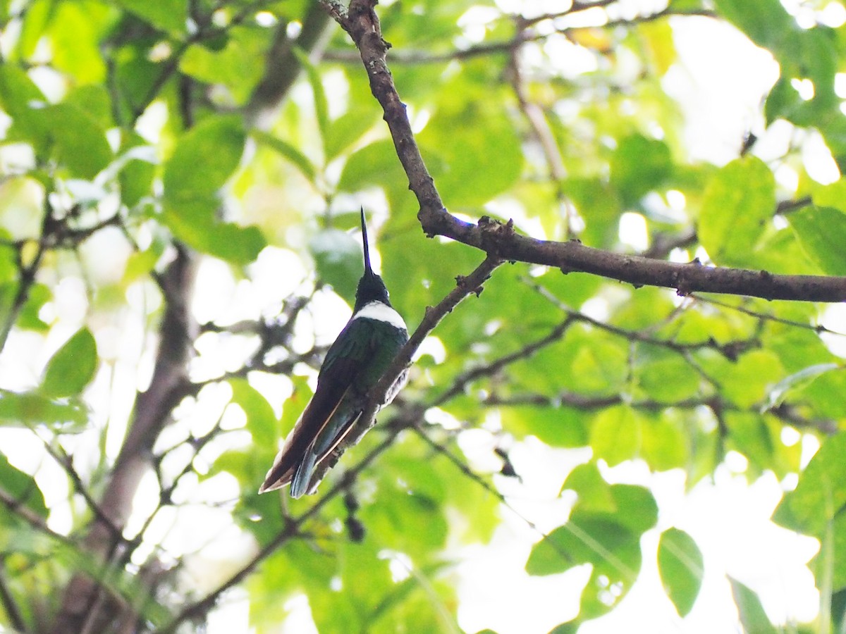 Green Inca - ML643310148