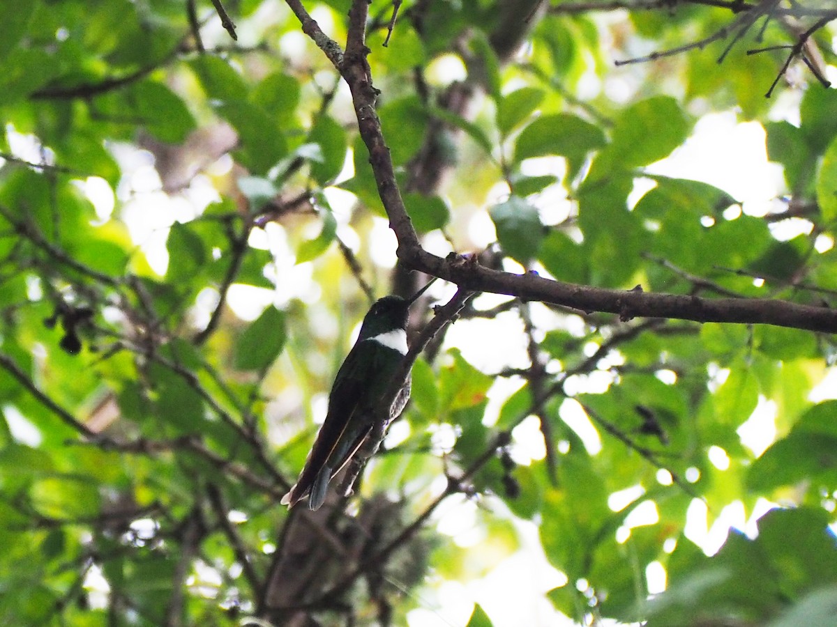 Green Inca - ML643310149