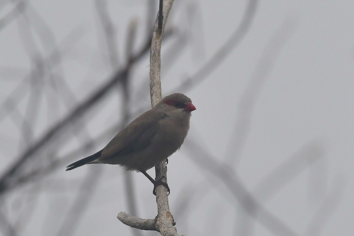 Black-rumped Waxbill - ML643310171