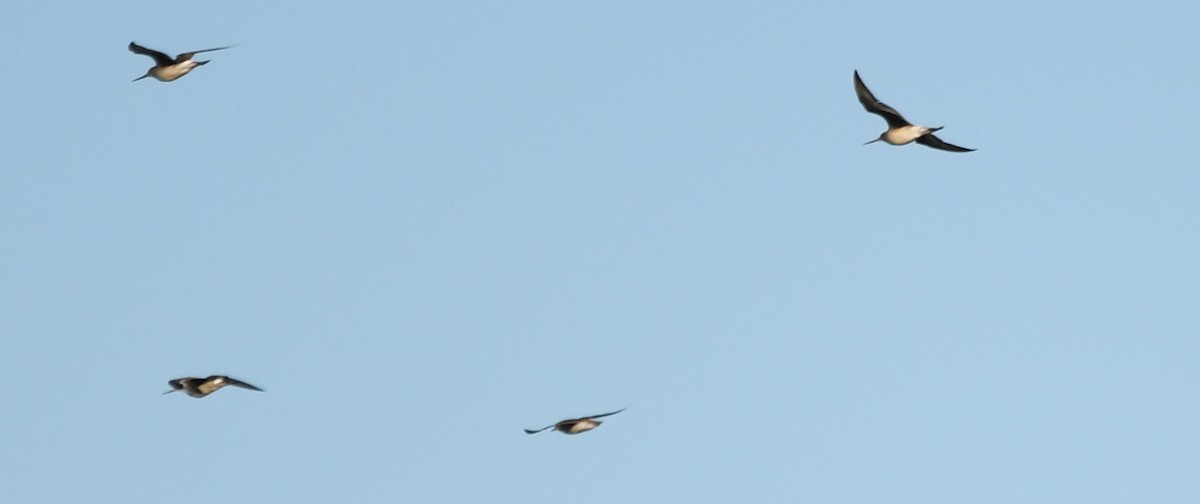Hudsonian Godwit - ML643310188
