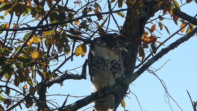 Red-tailed Hawk - ML643310233