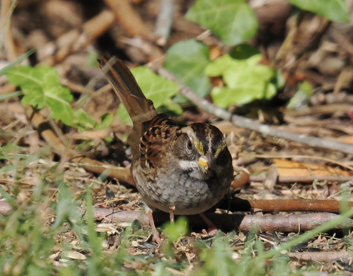 White-throated Sparrow - ML643310235