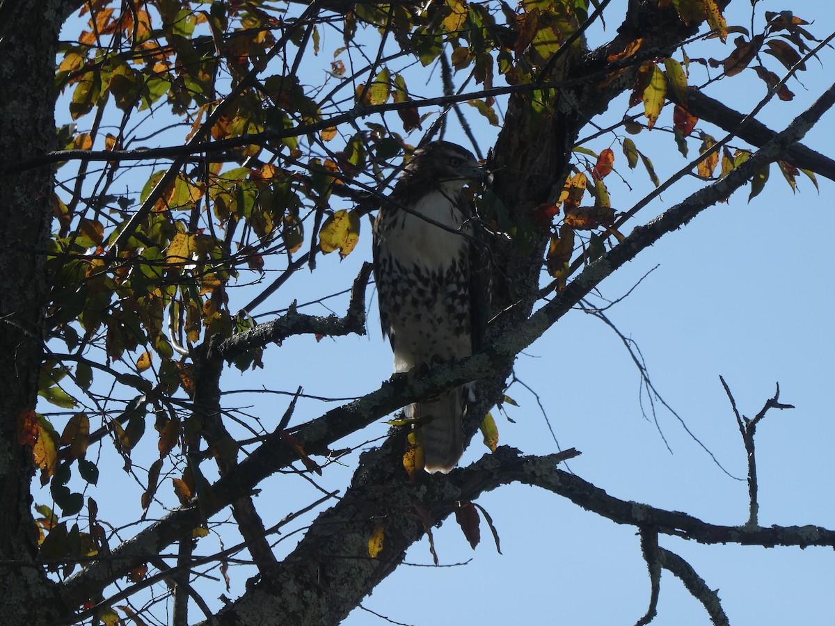 Red-tailed Hawk - ML643310244