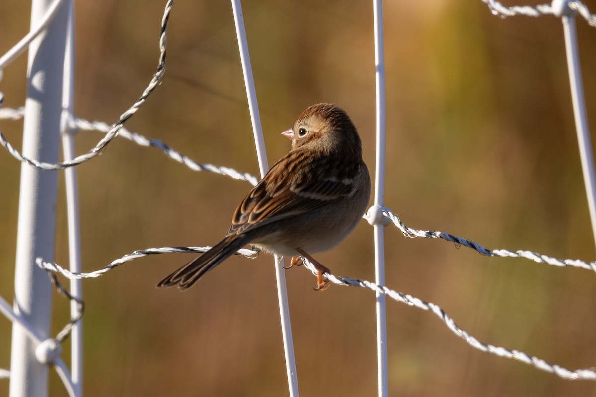 Field Sparrow - ML643310283