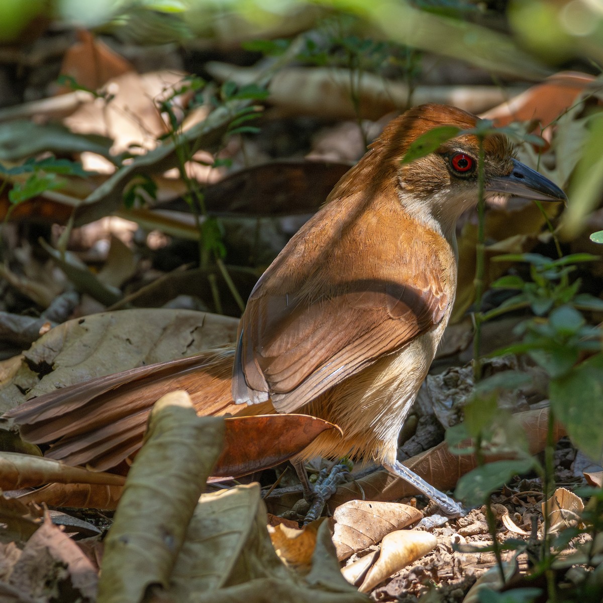 Great Antshrike - ML643310289