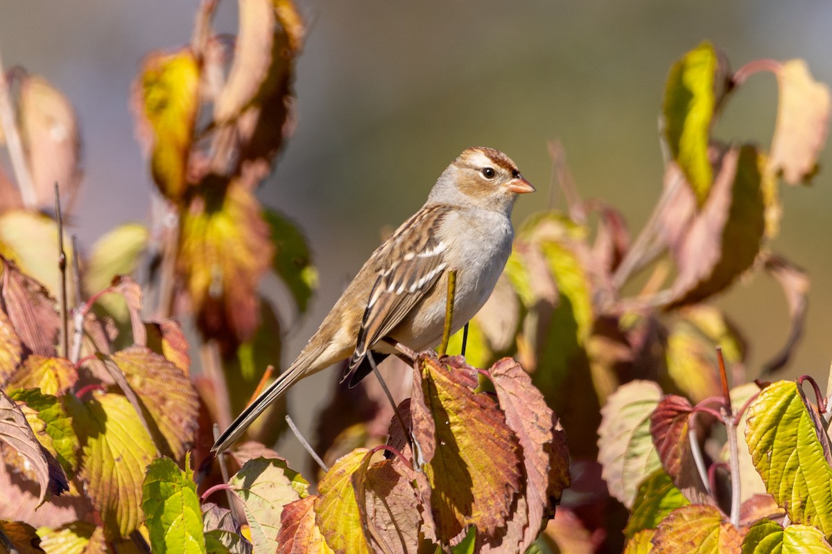 White-crowned Sparrow - ML643310292