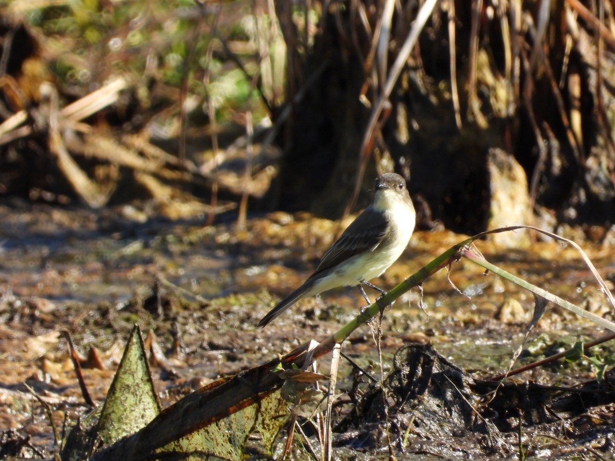 Eastern Phoebe - ML643310295