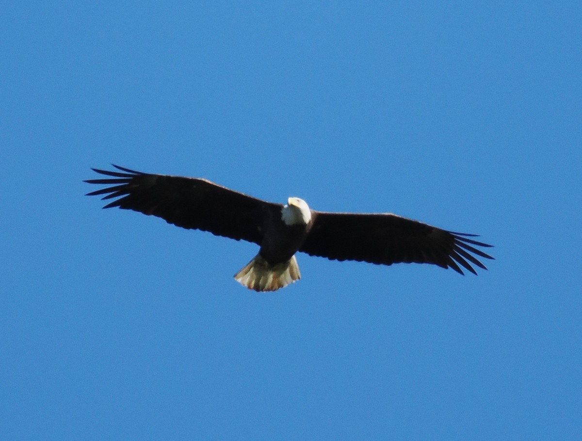 Bald Eagle - ML643310302