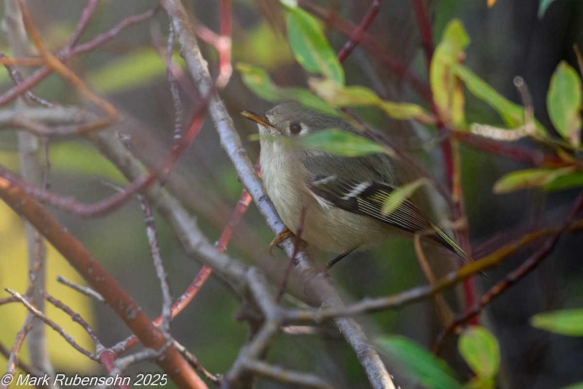 králíček americký - ML643310305