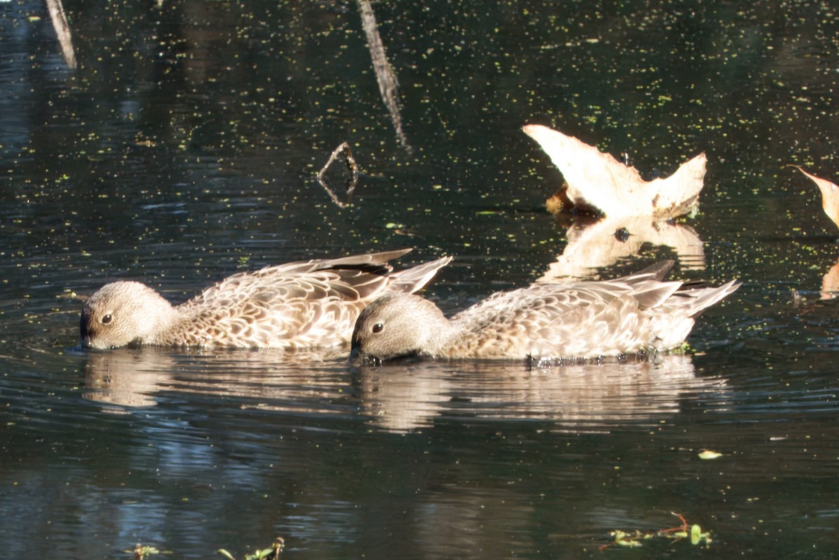 アカシマアジ - ML643310307