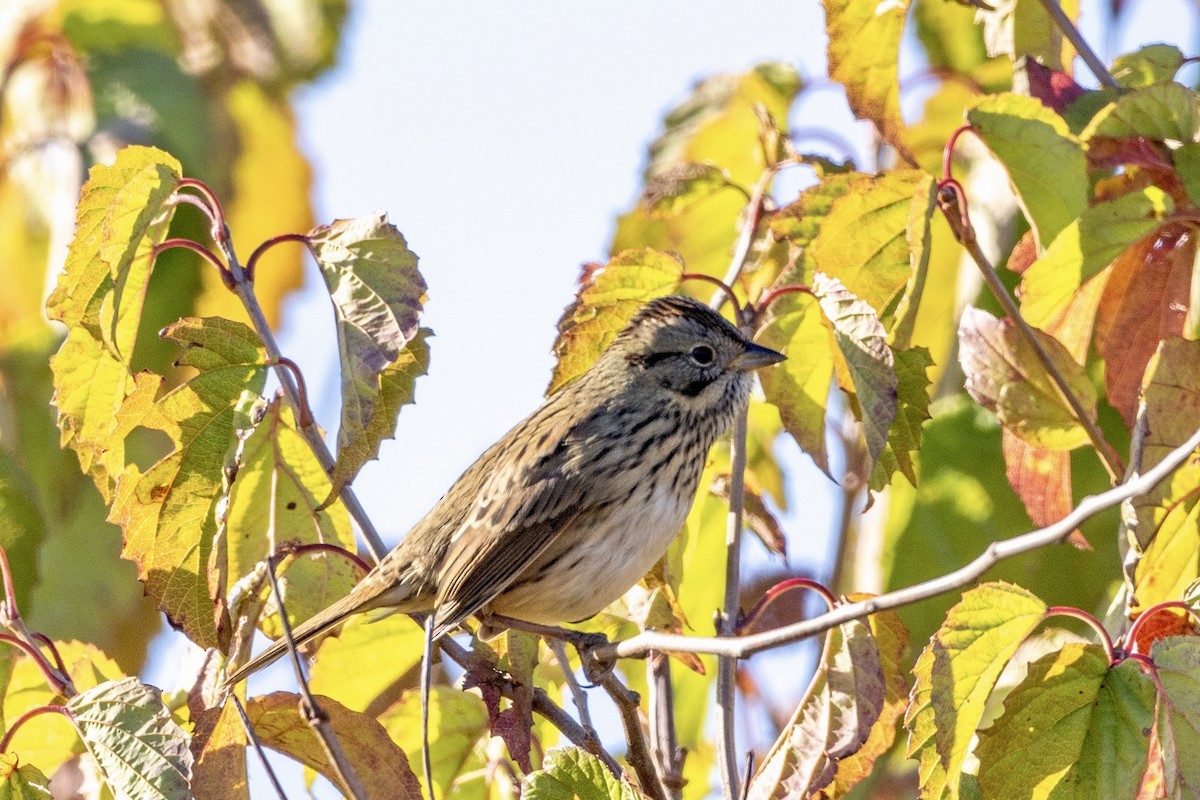 Lincoln's Sparrow - ML643310311