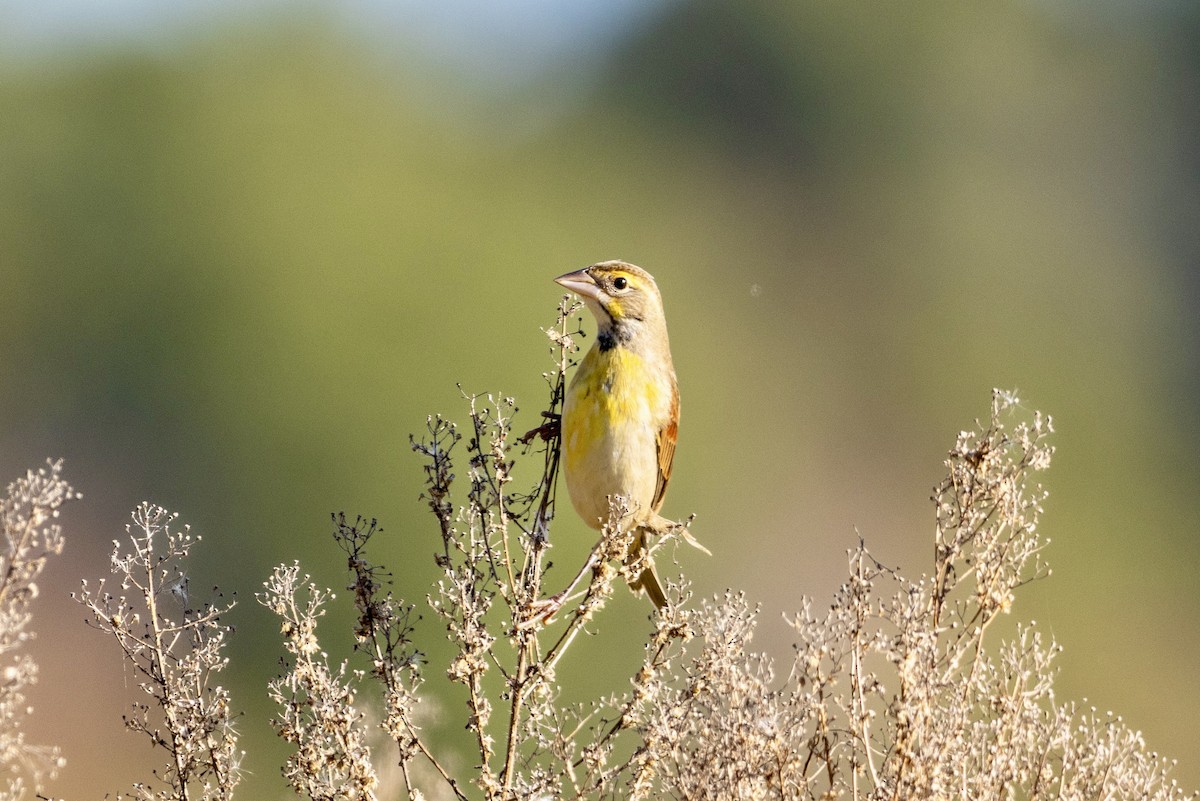 Dickcissel - ML643310330