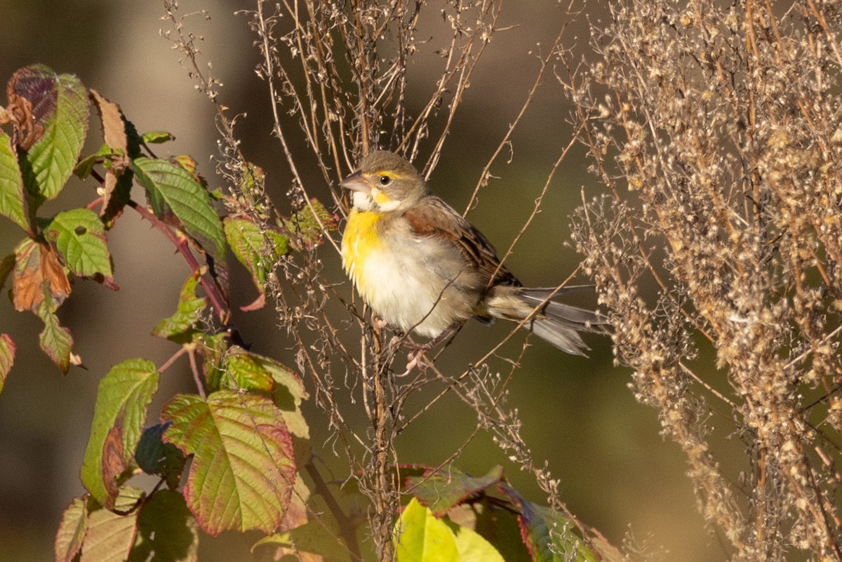 Dickcissel - ML643310331