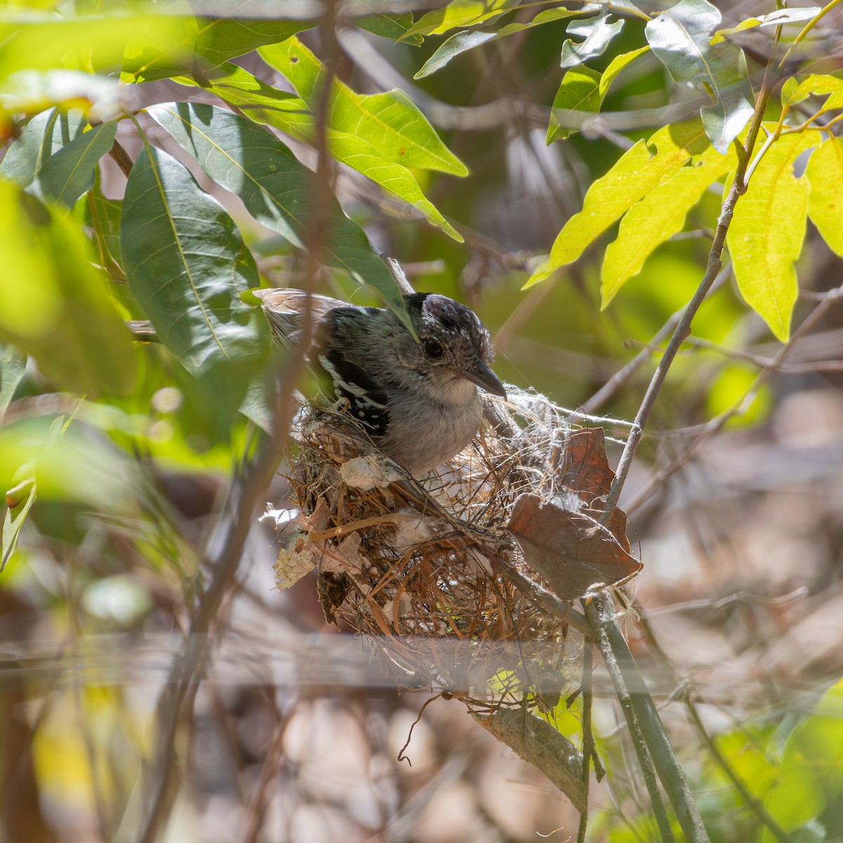 Batara de Pelzeln - ML643310341