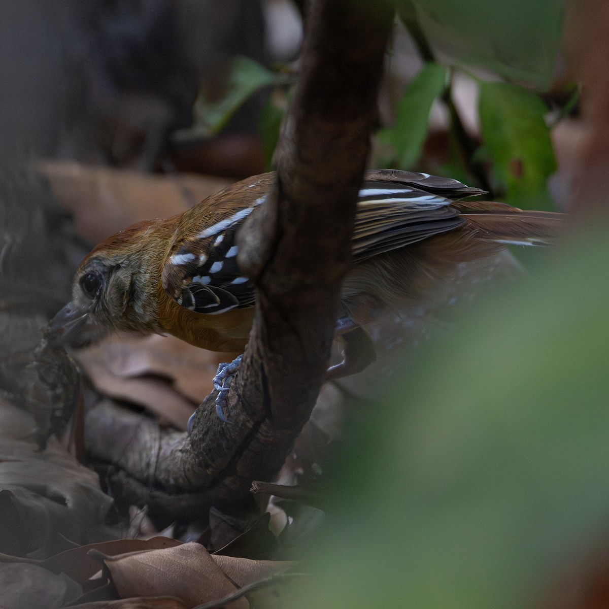 Batara de Pelzeln - ML643310342