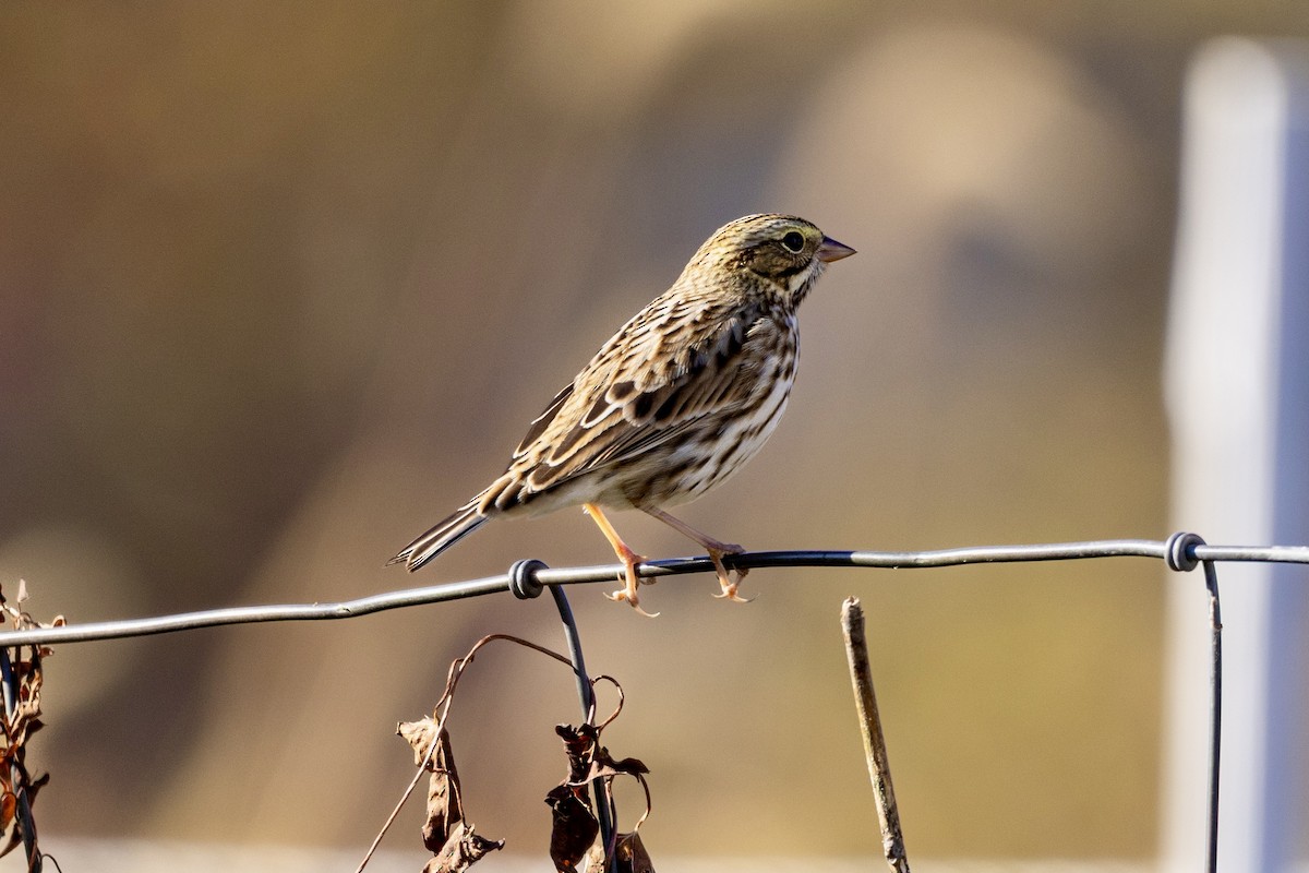 Savannah Sparrow - ML643310353