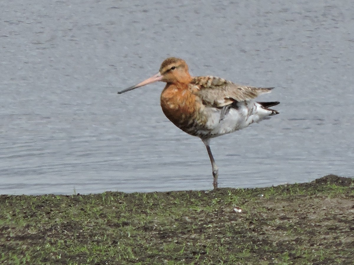 Black-tailed Godwit - ML643310355