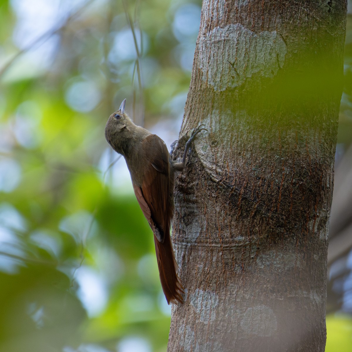 Olivaceous Woodcreeper - ML643310360