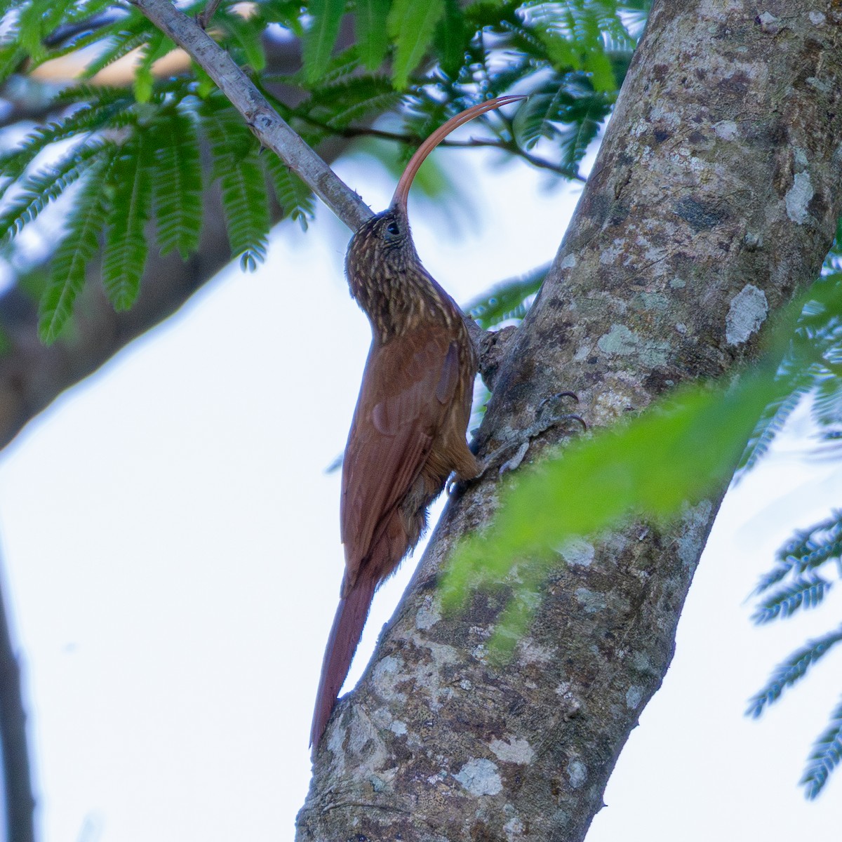 Red-billed Scythebill - ML643310367