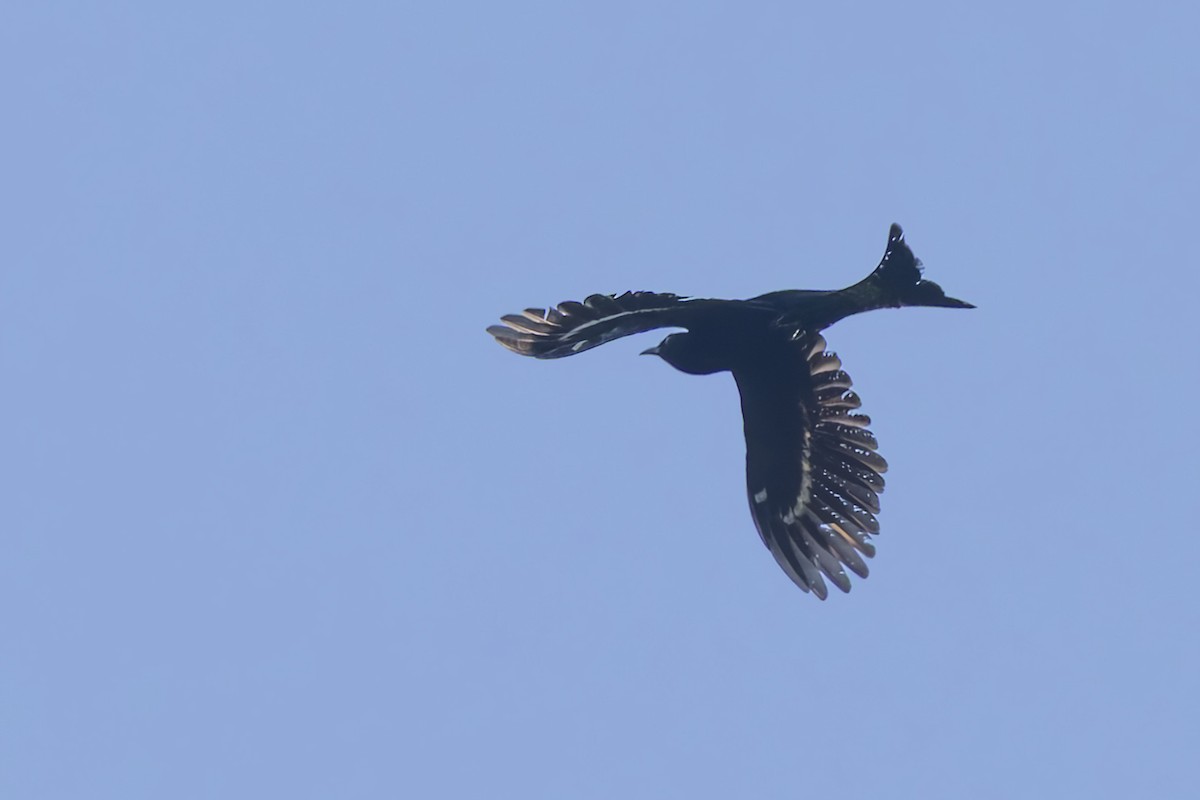 Moluccan Drongo-Cuckoo - ML643310369