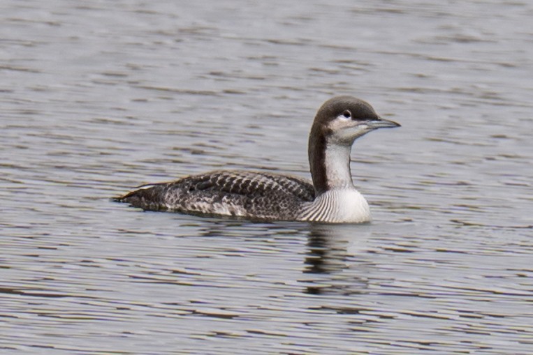 Pacific Loon - ML643310380