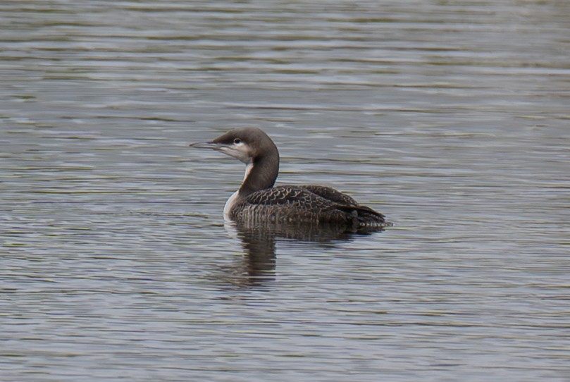 Pacific Loon - ML643310381