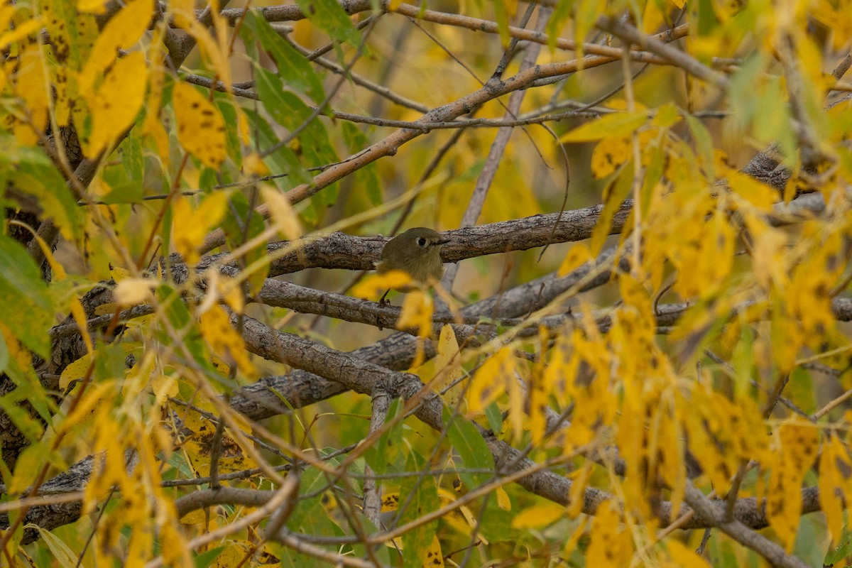 Ruby-crowned Kinglet - ML643310382