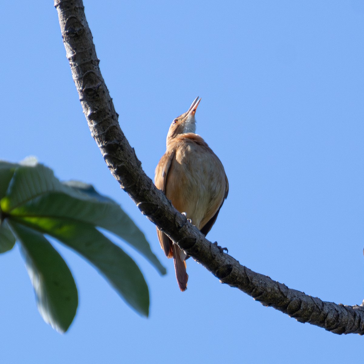 Rufous Hornero - ML643310383