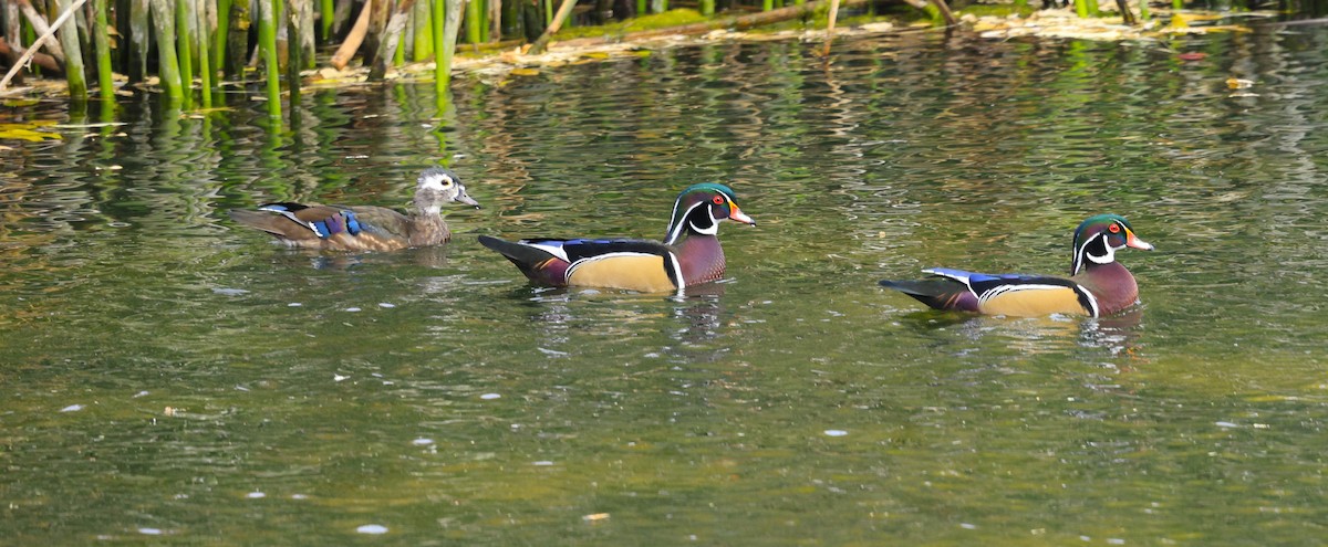 Wood Duck - ML643310385