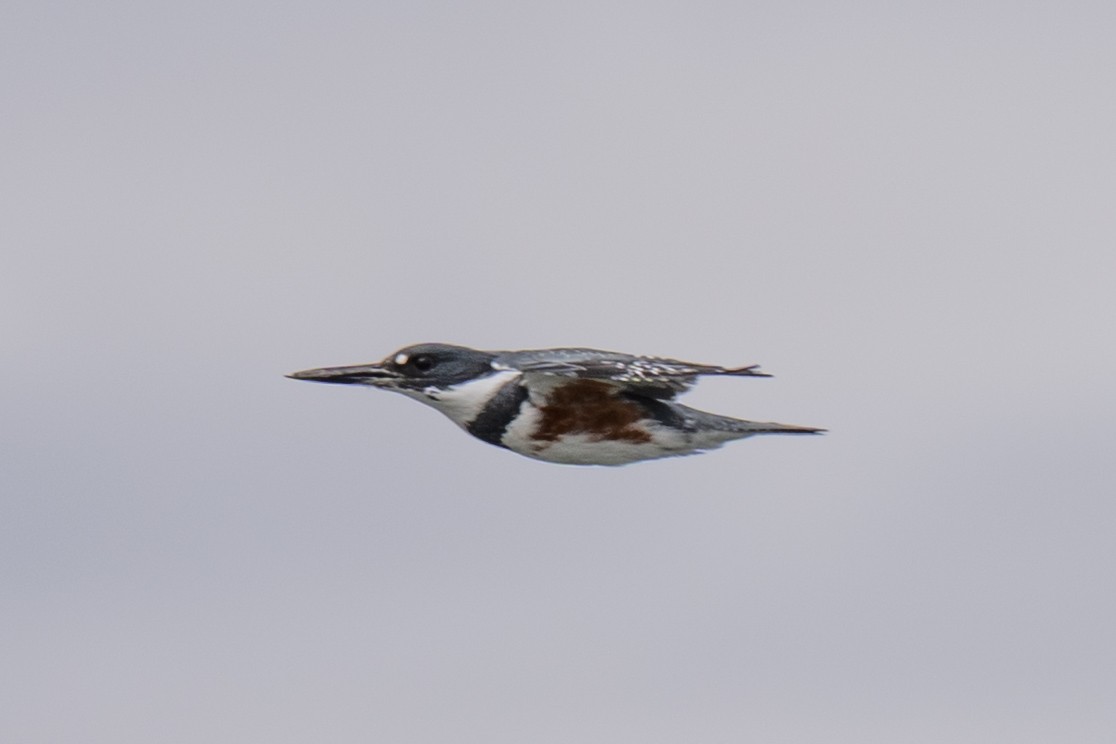 Belted Kingfisher - ML643310386