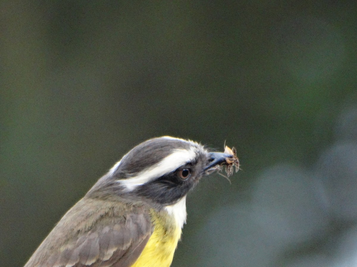 Social Flycatcher - ML643310387