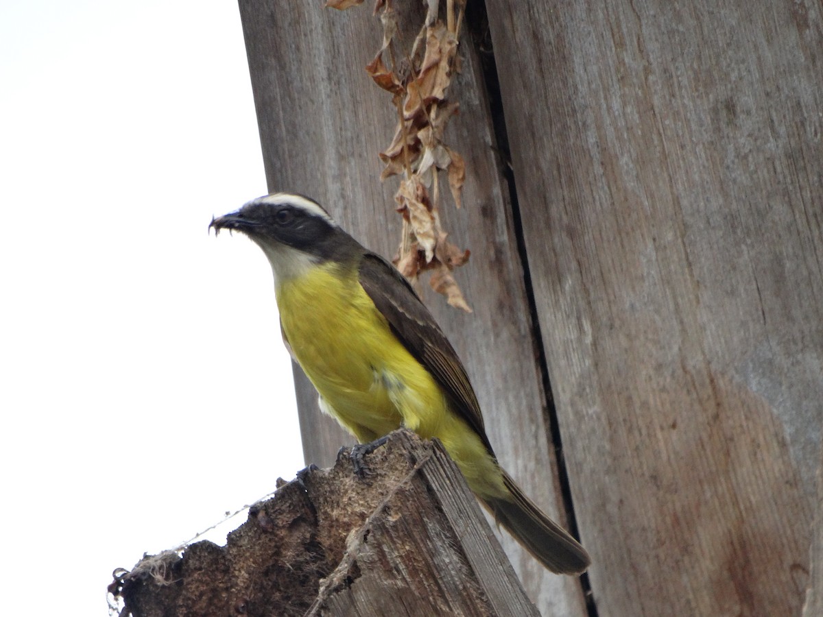 Social Flycatcher - ML643310388