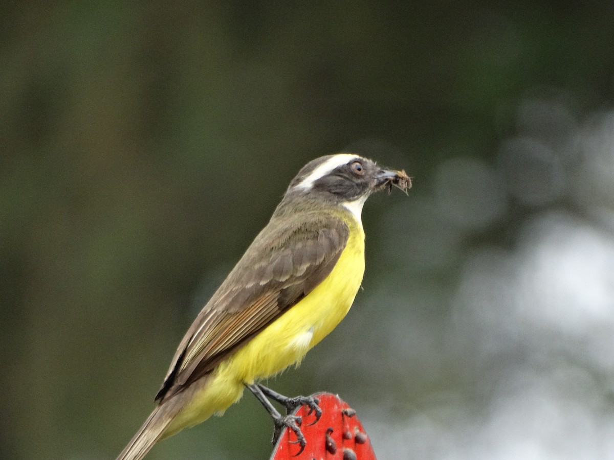 Social Flycatcher - ML643310389